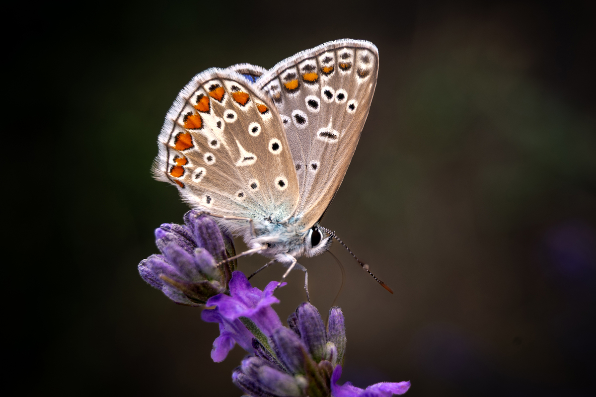 Лавандові поля 2