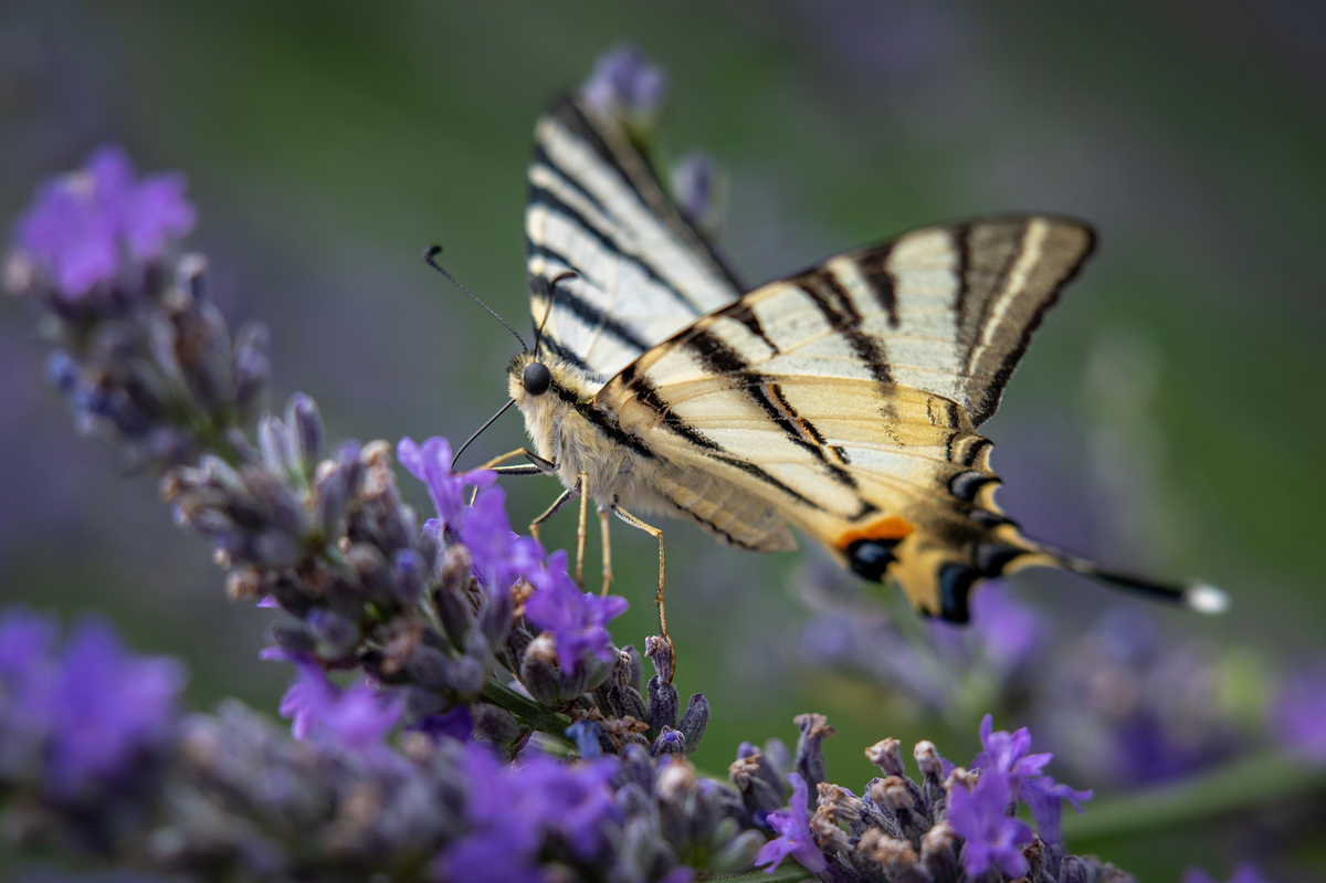Лавандові поля 3