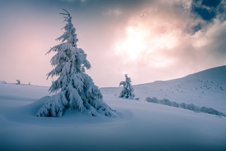 снігове королівство