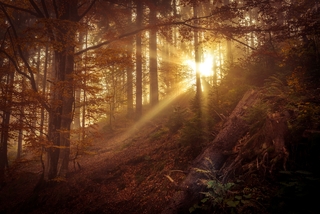 ранок у лісі