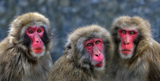 Drie Japanse makakenkoppen