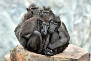 4 Kuifmakaken poseren