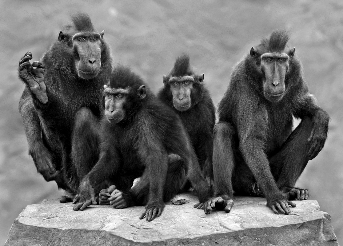 Kuifmakakenfamilie in ZwW