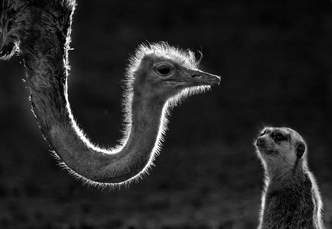 Ontmoeting in tegenlicht in ZwW