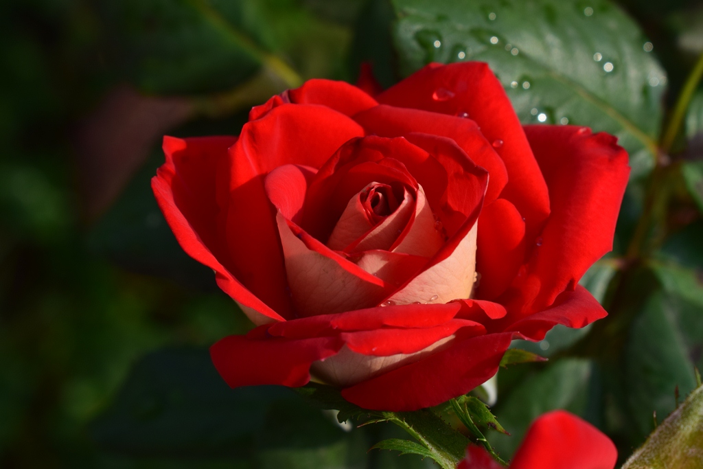 Яскрава душа