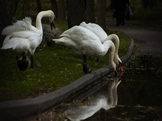 Вийшли попити