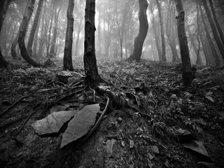 forest secrets_BW