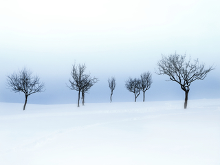Trees in Winter