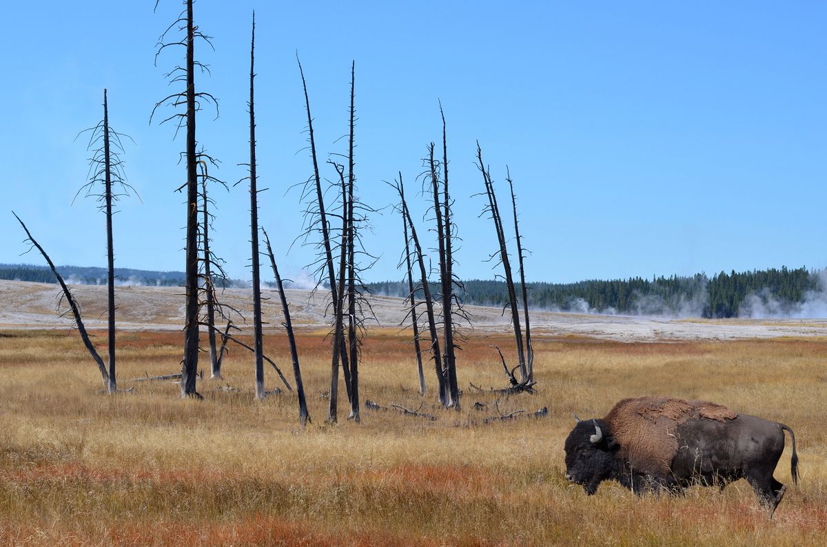 Buffalo at Yellowstone