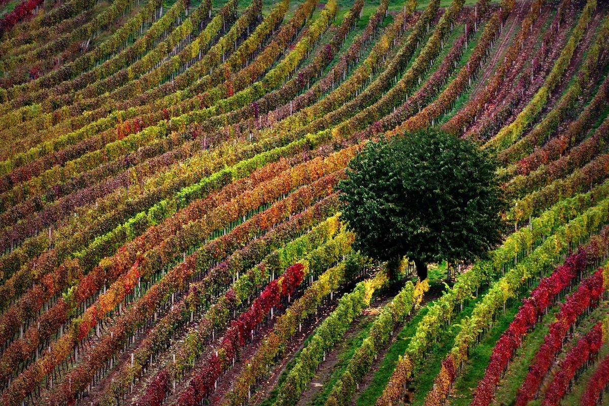 Guardian rps cestne uznanie