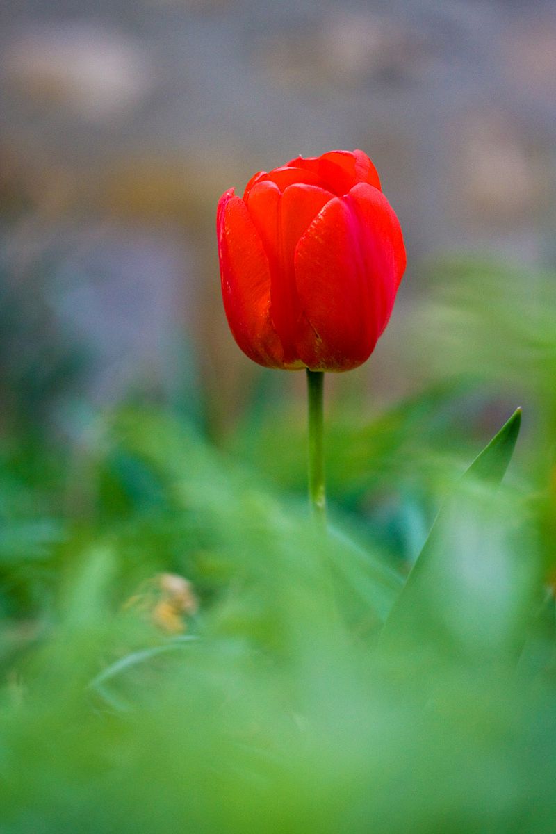 Tulip
