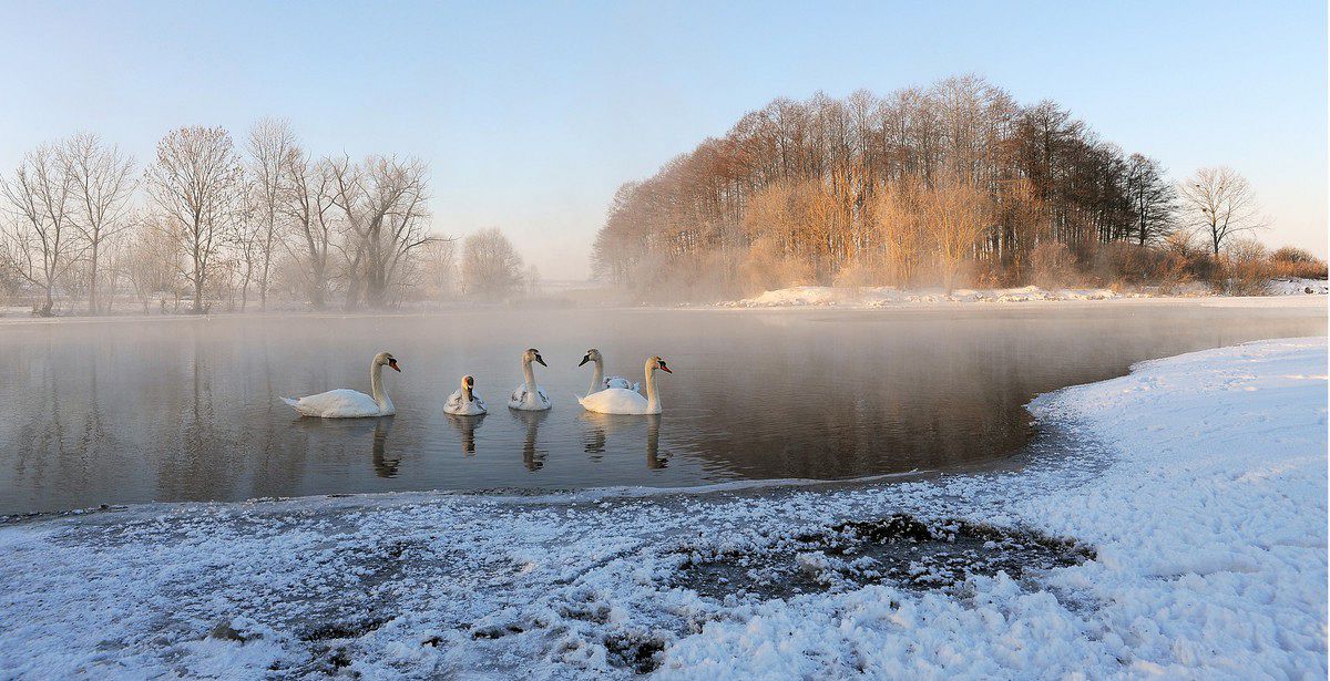 Swan Lake