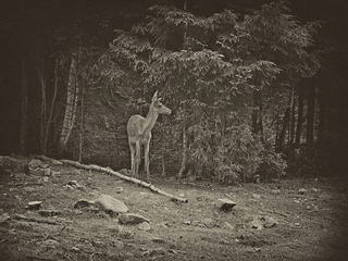 Morning in the forest
