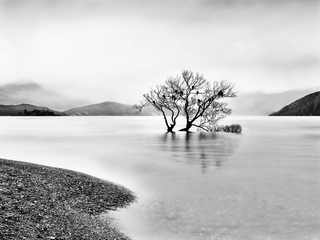 Wanaka tree again