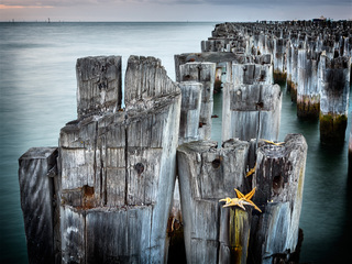 Princes Pier Starfish2