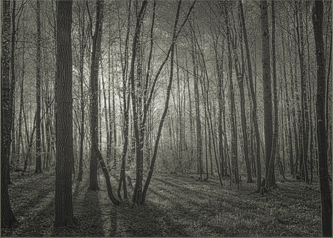 Сонечко та весняний ліс