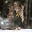 goshawk 1