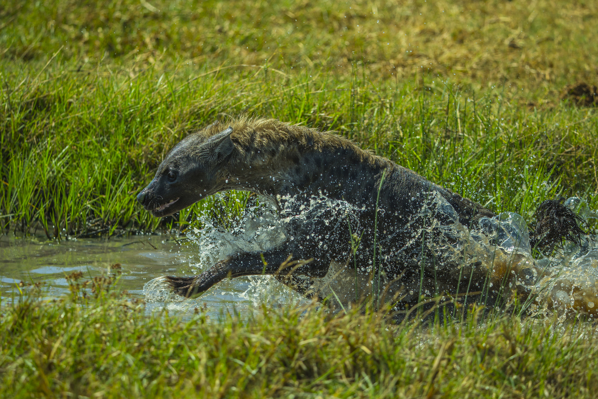 hyena runs in water