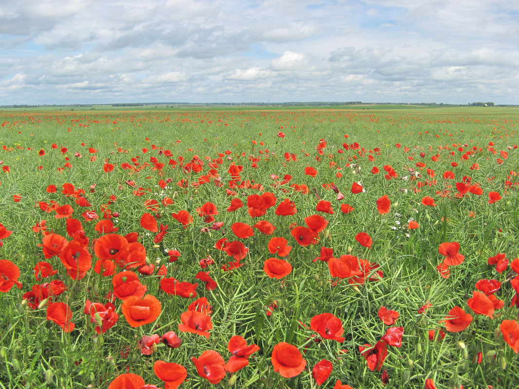 Червоні маки