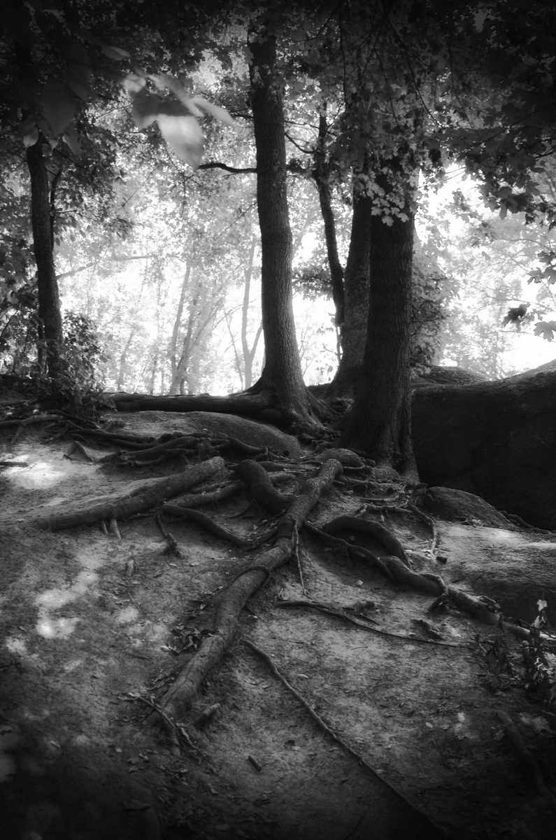 Древо жизни