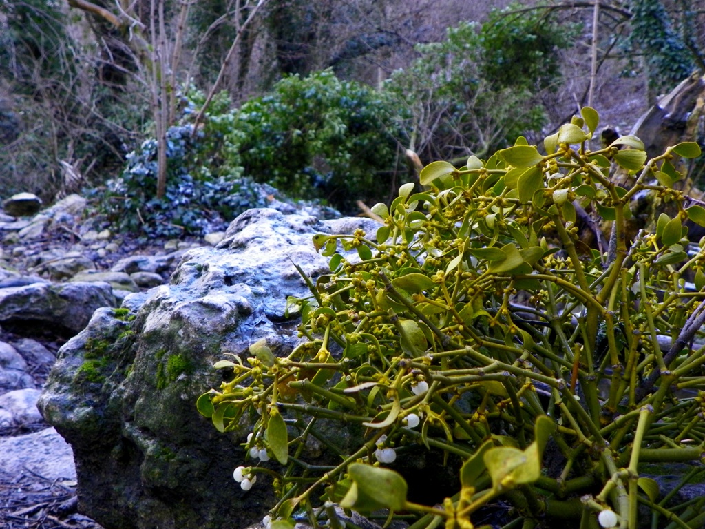 Милая Омела