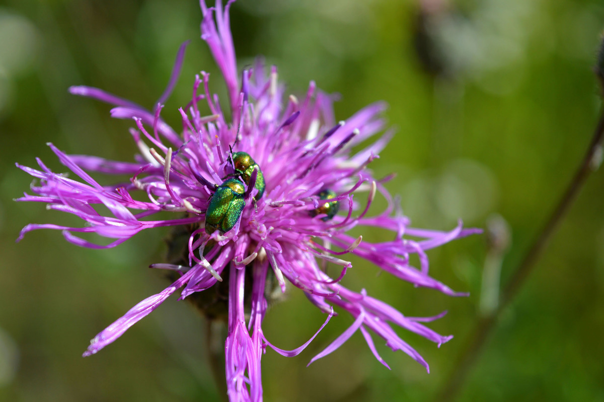 Солнечные вынны