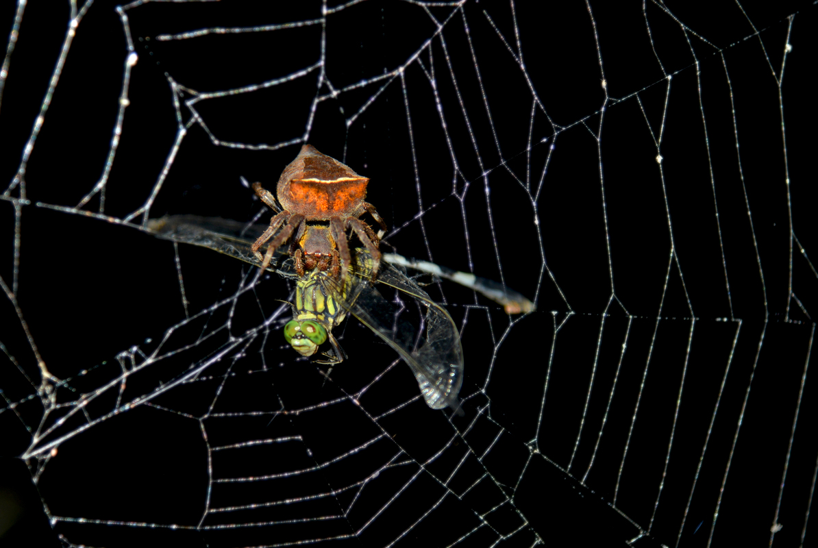 Spider and dragonfly