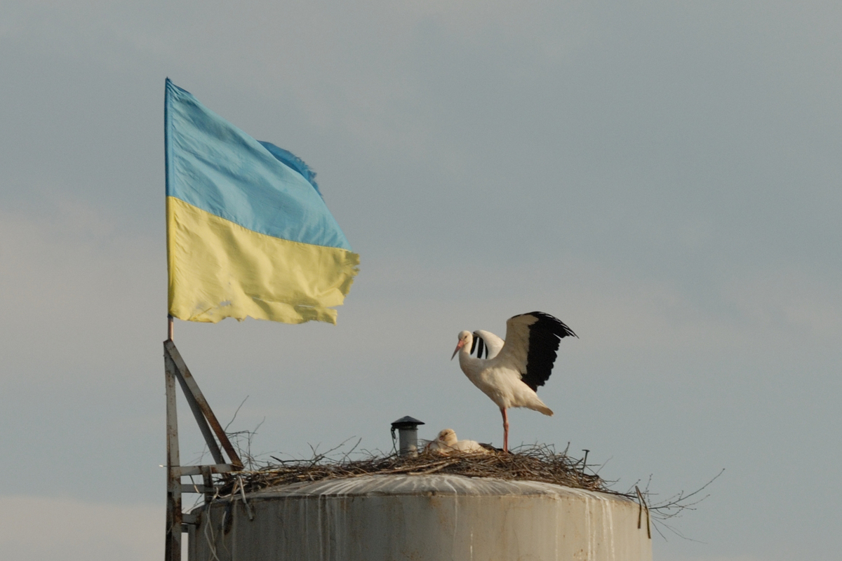 Stork and flag