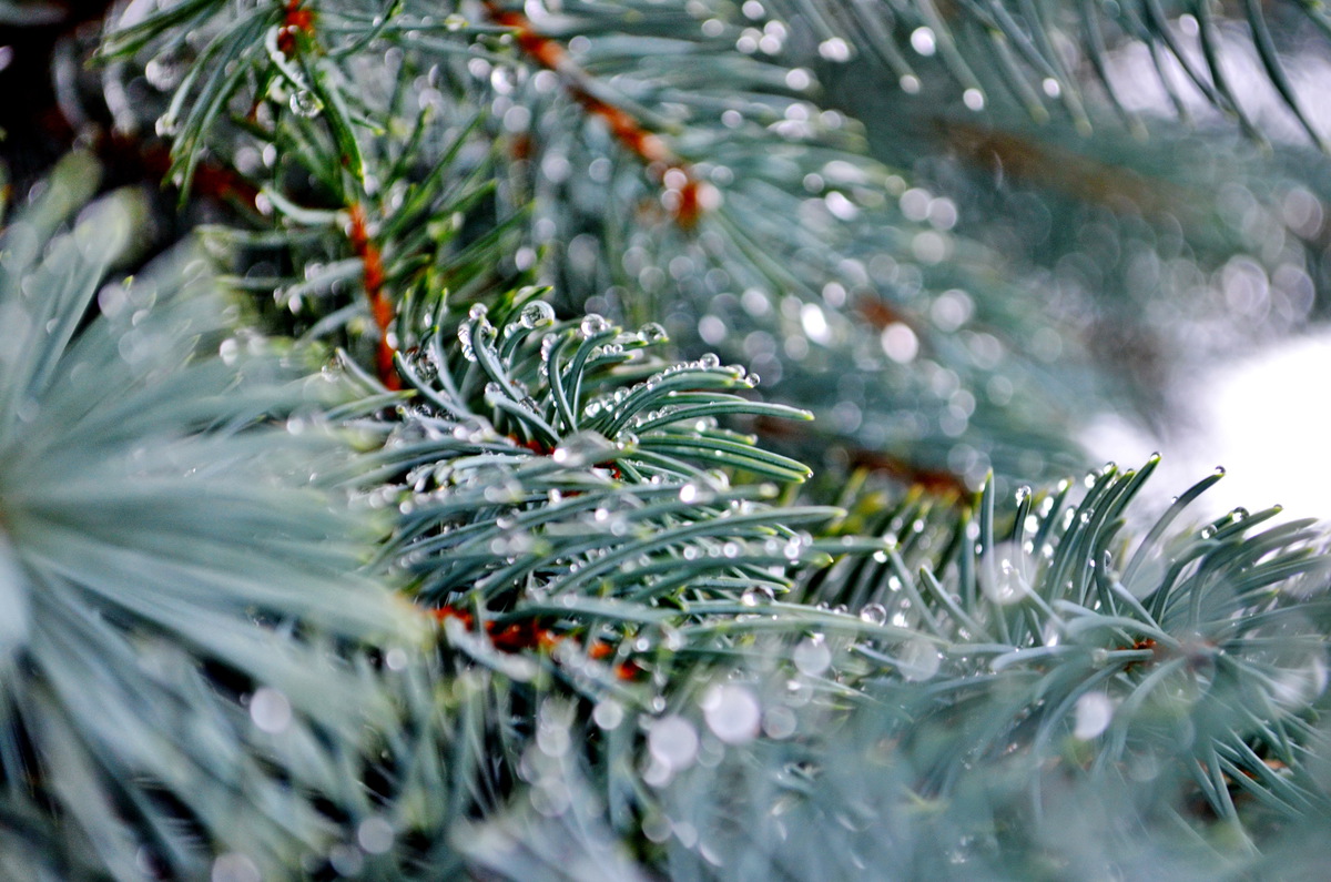 Water drops on the pine