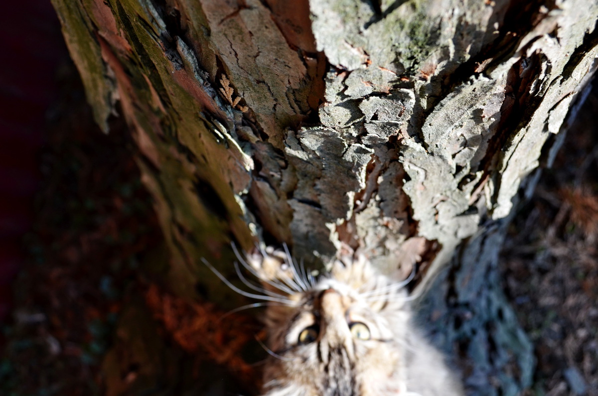 Playtime in the wild