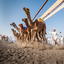 camel race