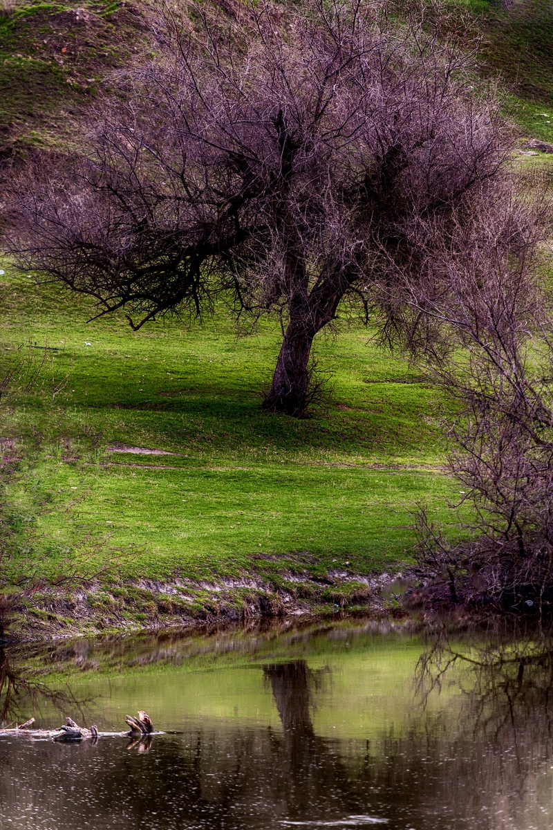 ВЕСЕННЕЕ ДЕРЕВО . . .