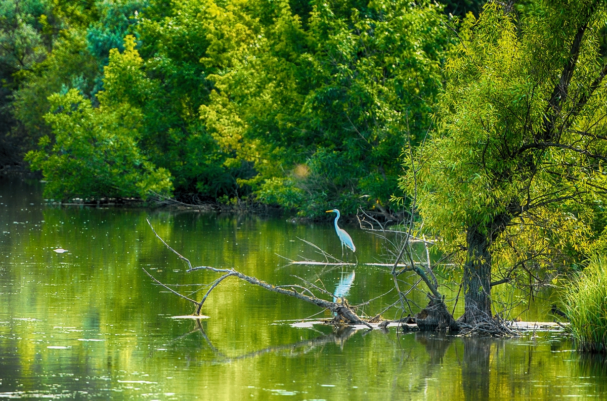 ДИКАЯ ПРИРОДА УКРАИНЫ . . .