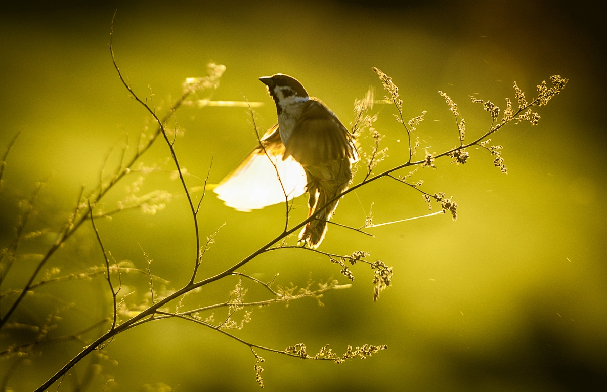 ФОТООХОТА НА ВОРОБУШКА . . .