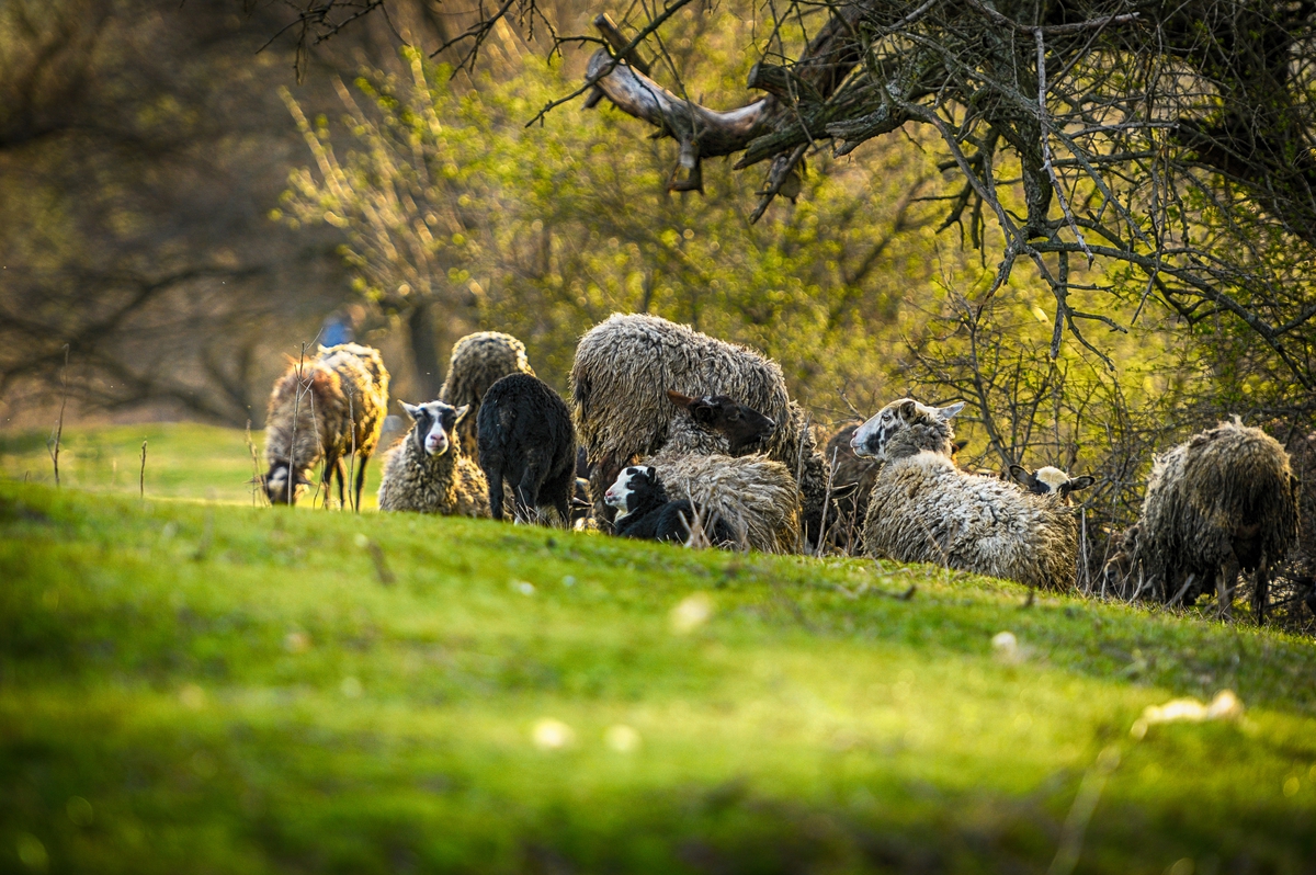 НА ПАСТБИЩЕ . . .
