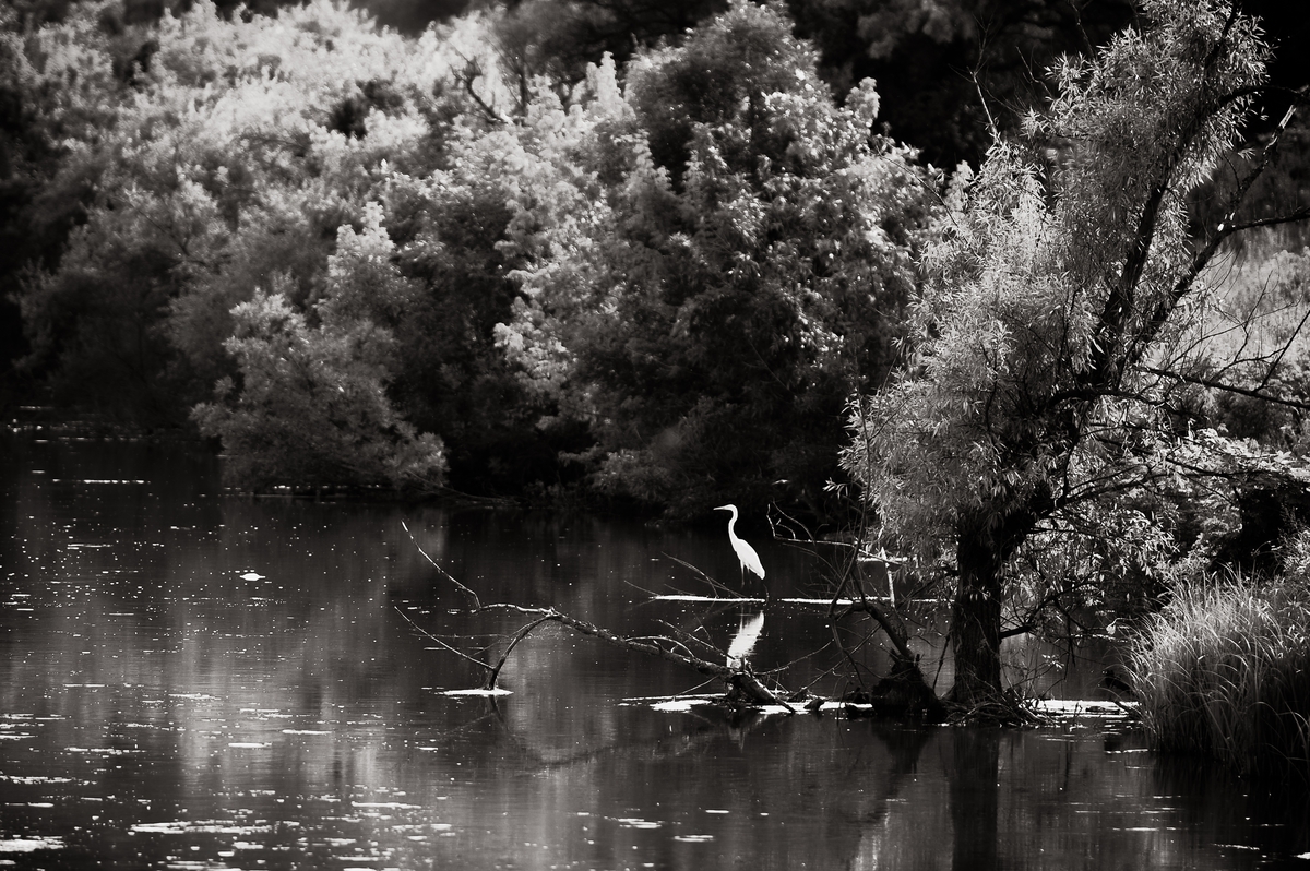 ДИКАЯ ПРИРОДА УКРАИНЫ . . .