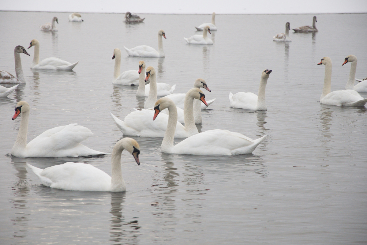 Білі красені