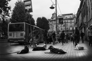 Собаки і люди