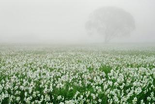 Долина нарцисів