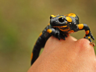 Саламандра