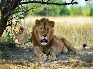 В тени дерева