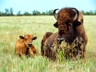 Под присмотром