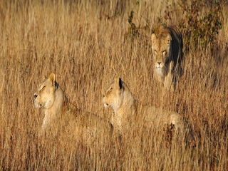 Хорошая маскировка