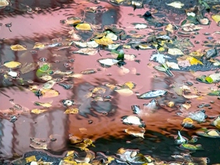 Осінь. пастель