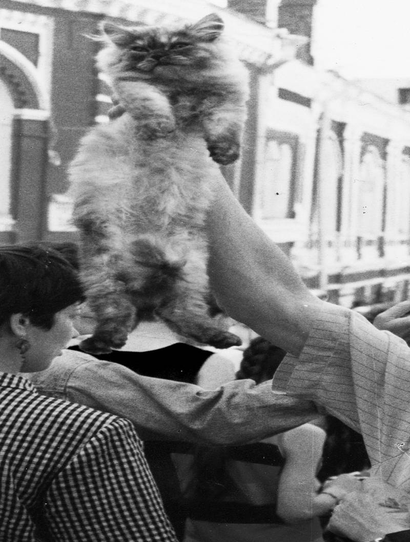 Продам друга