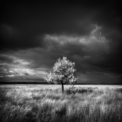 Перед бурей