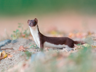 Портрет ласки