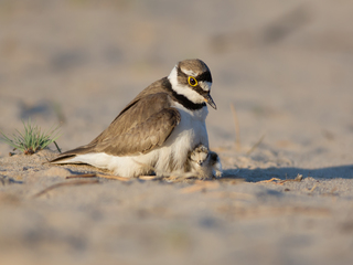 Родительское тепло