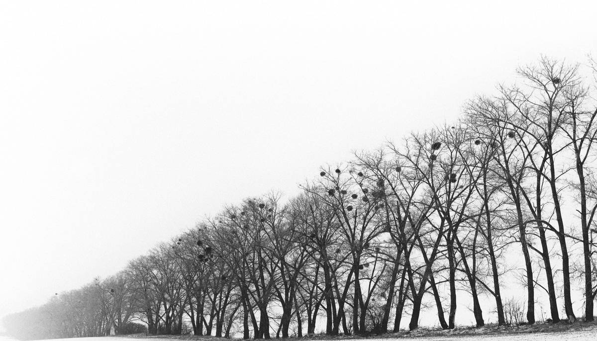 Біле мовчання