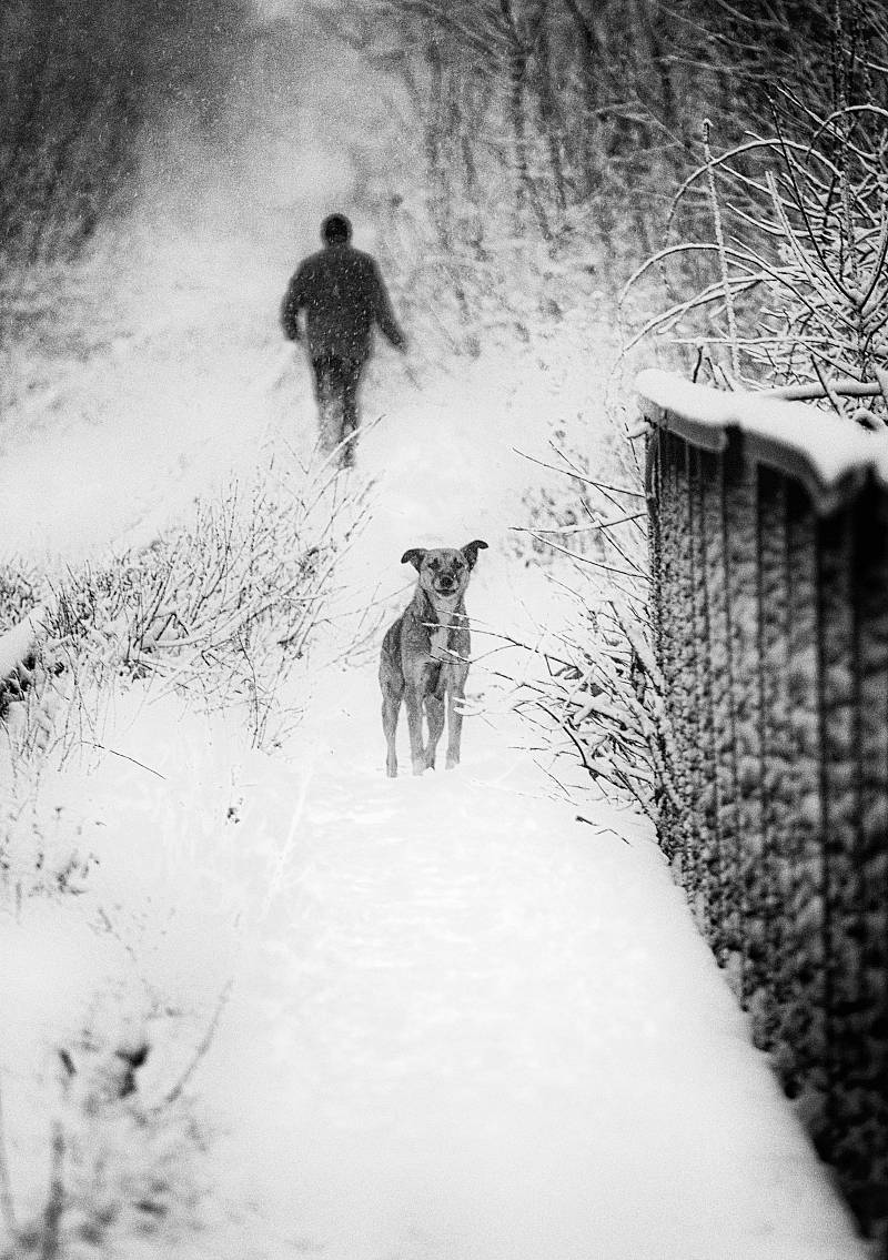 З життя бродячих